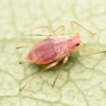 Aphids Life Cycle