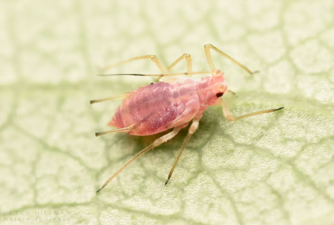 Aphids Life Cycle