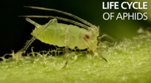 Aphids Life Cycle