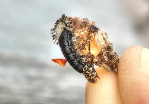 Bagworm Life Cycle
