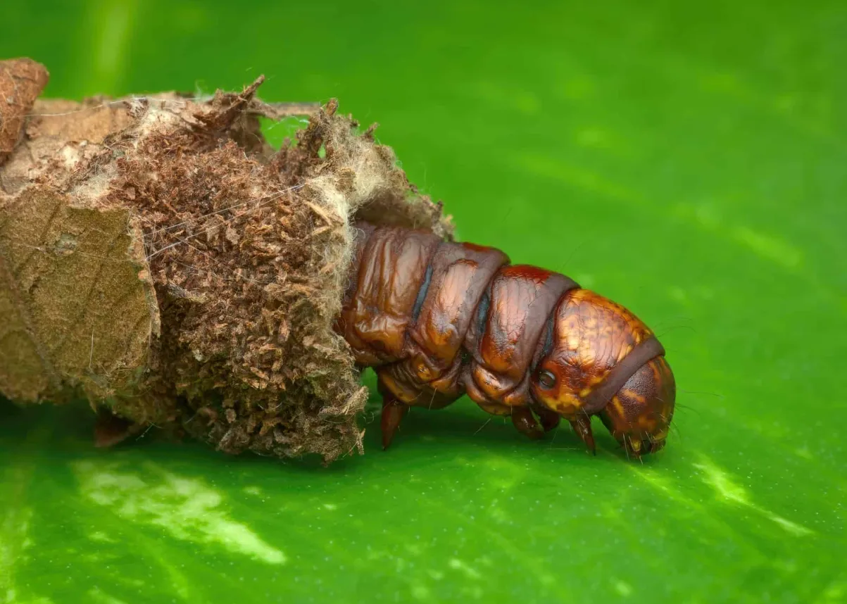 Bagworm Life Cycle