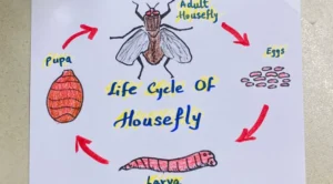 House Fly Life Cycle