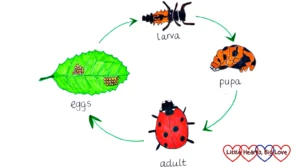 Ladybeetle Life Cycle