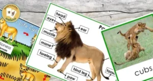 Life Cycle of African Lion