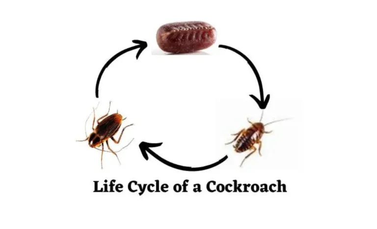 Life Cycle of Cockroach