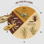 Life Cycle of Head Lice