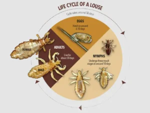 Life Cycle of Head Lice
