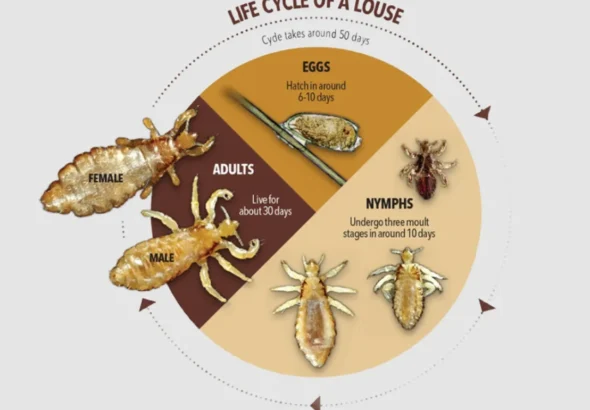 Life Cycle of Head Lice