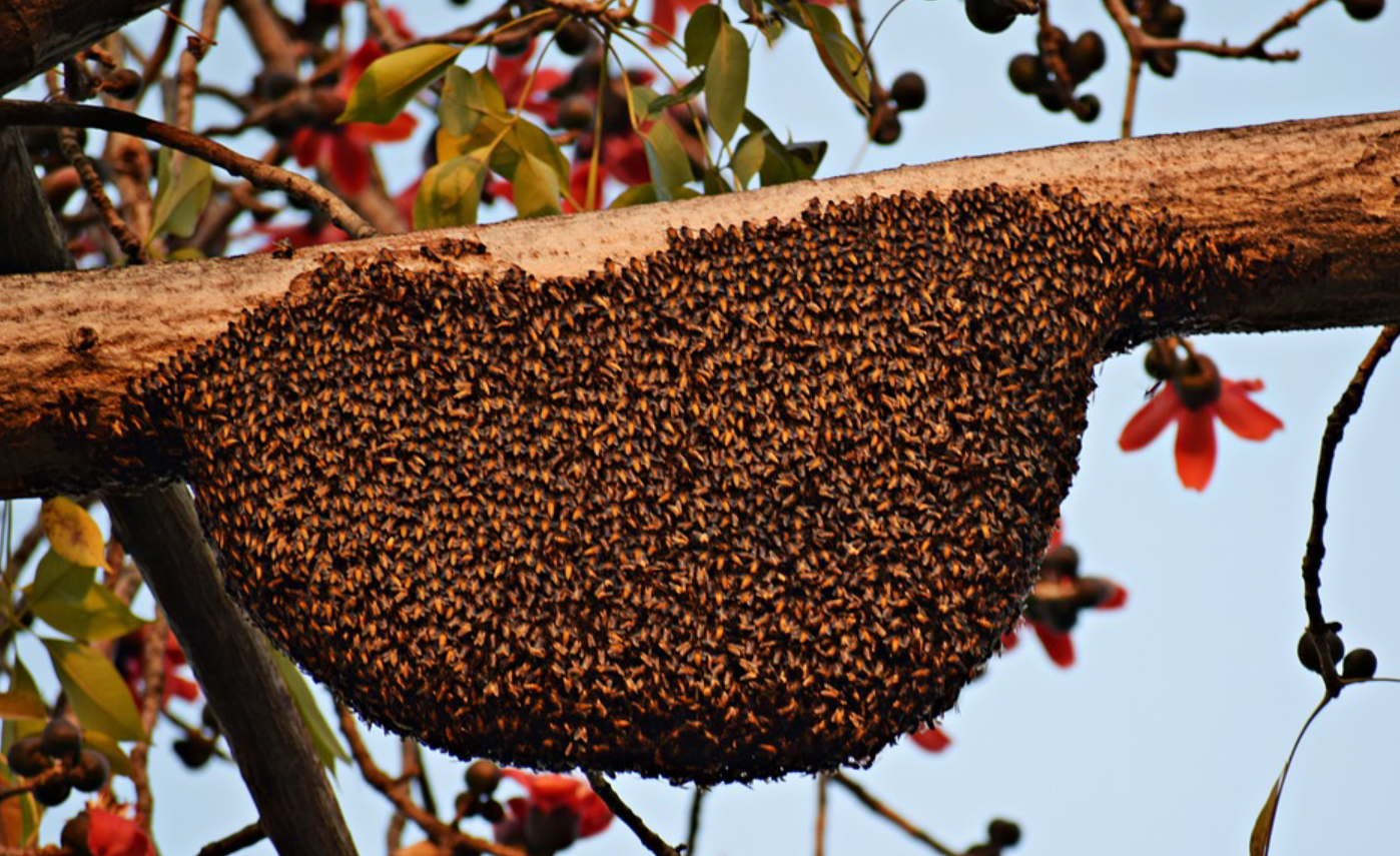 Life Cycle of a Beehive