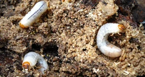 Life Cycle of a Beetle
