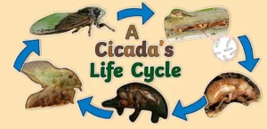Life Cycle of a Cicada
