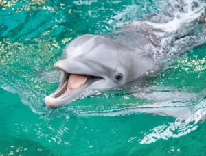 Life Cycle of a Dolphin