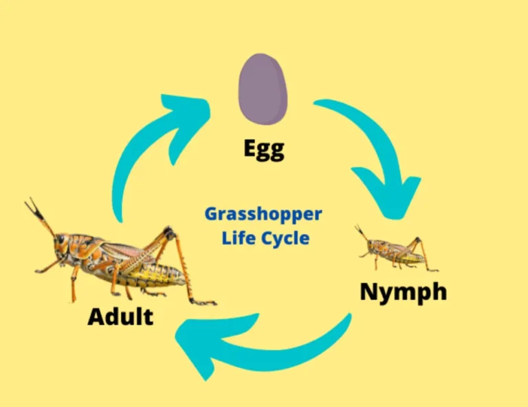 Life Cycle of a Grasshopper