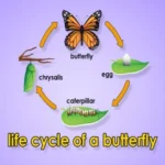 Life Cycle of a Monarch Butterfly
