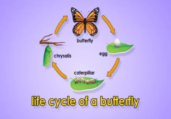 Life Cycle of a Monarch Butterfly