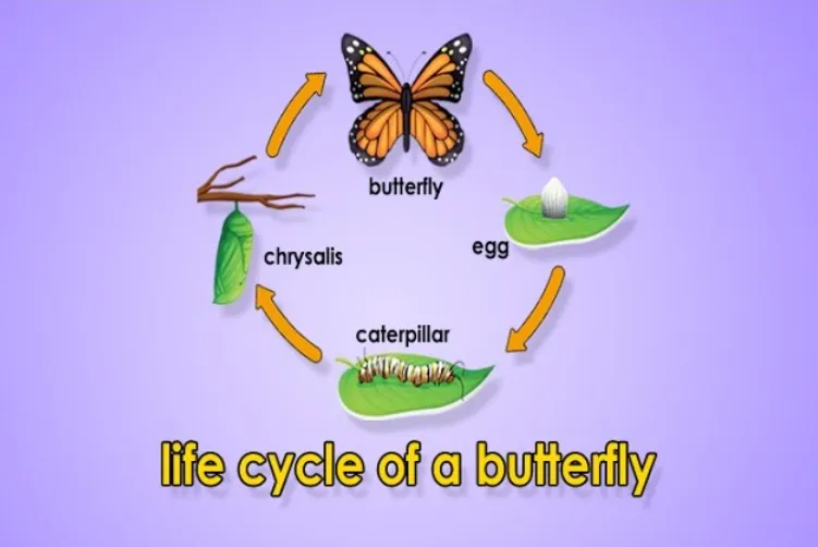 Life Cycle of a Monarch Butterfly