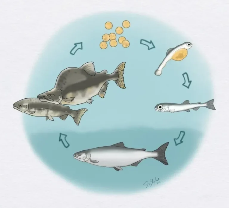 Life Cycle of a Salmon
