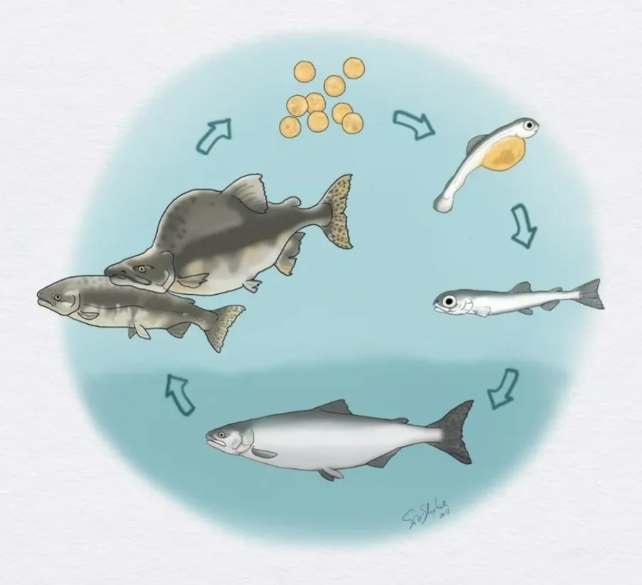 Life Cycle of a Salmon