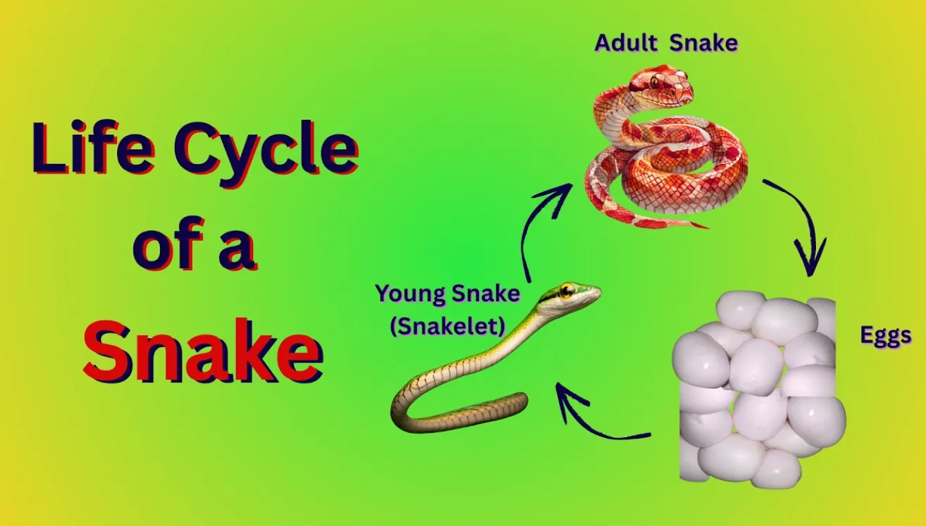 Life Cycle of a Snake