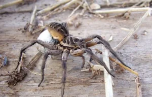Life Cycle of a Spider