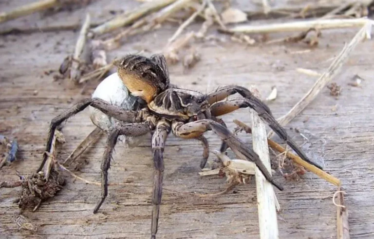 Life Cycle of a Spider