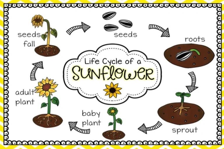 Life Cycle of a Sunflower