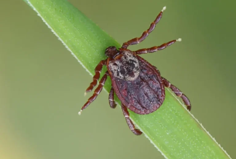 Ticks Life Cycle