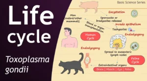 Toxoplasma Gondii Life Cycle