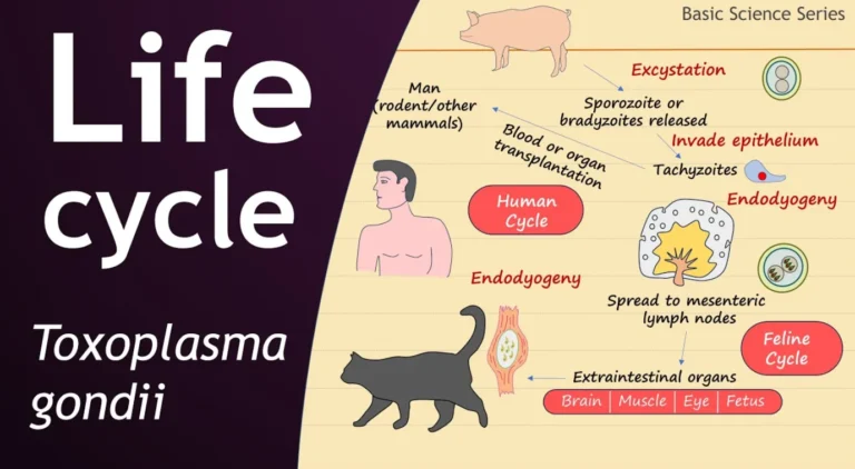 Toxoplasma Gondii Life Cycle
