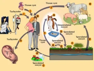 Toxoplasma Gondii Life Cycle
