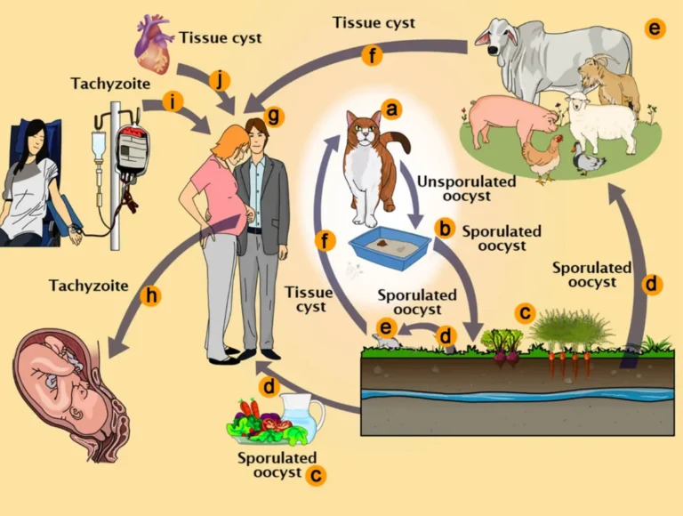 Toxoplasma Gondii Life Cycle