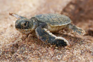 Turtle Cycle of Life