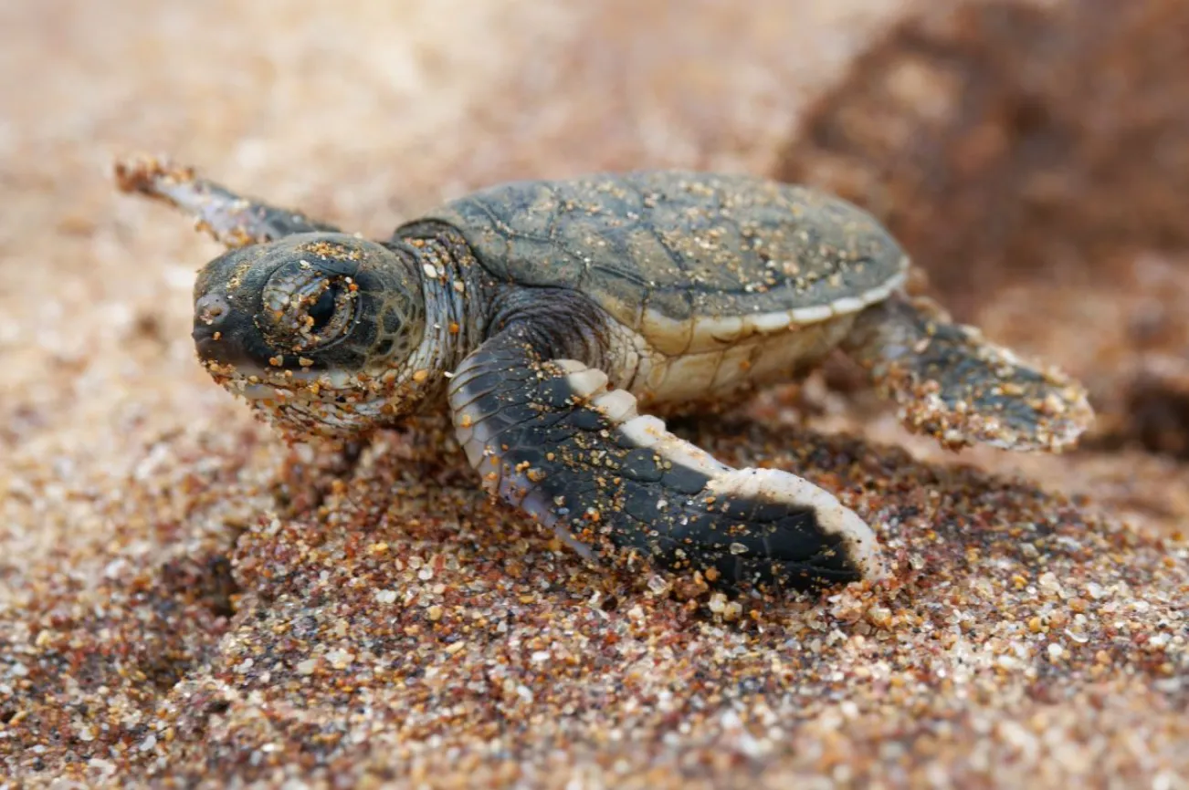 Turtle Cycle of Life