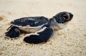 Turtle Cycle of Life