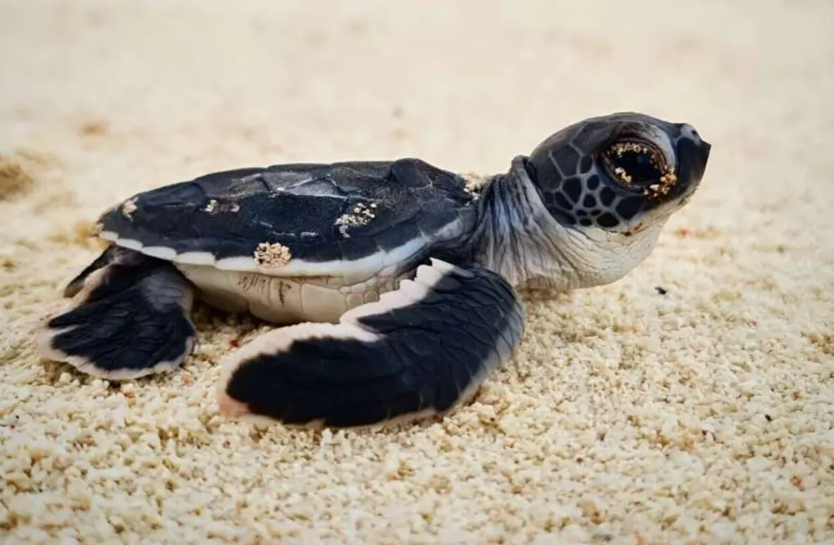 Turtle Cycle of Life