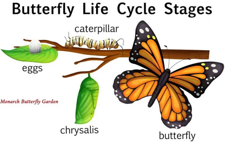 Life Cycle of Monarch Butterfly