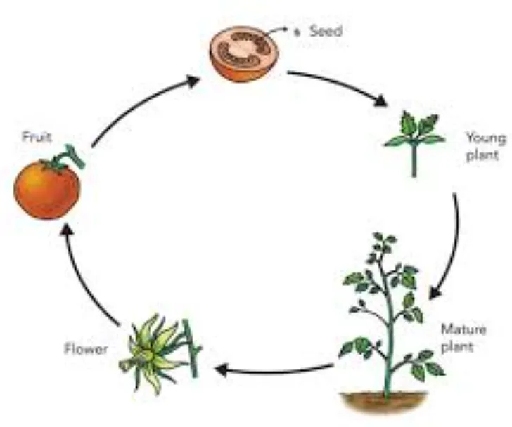 Life Cycles in Plants