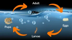 Life Mosquito Cycle