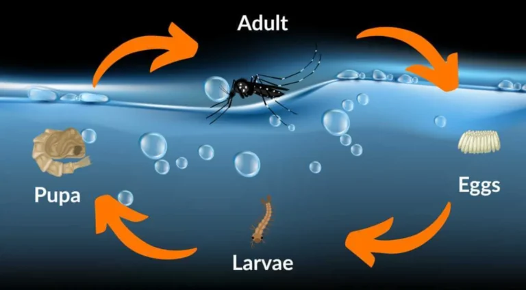 Life Mosquito Cycle